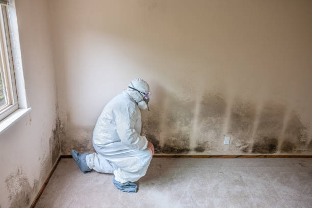 Mold Remediation for Rental Properties in Stacy, MN